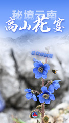 （图表 海报）美丽中国丨秘境云南，高山花宴（6）