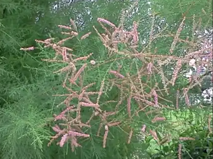 荆花｜人文天地·南海潮