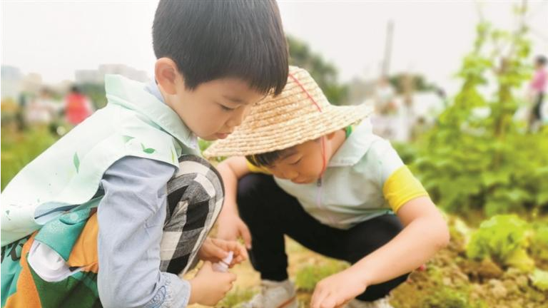 牛湖社区：种植科普做公益 小菜地有大作为