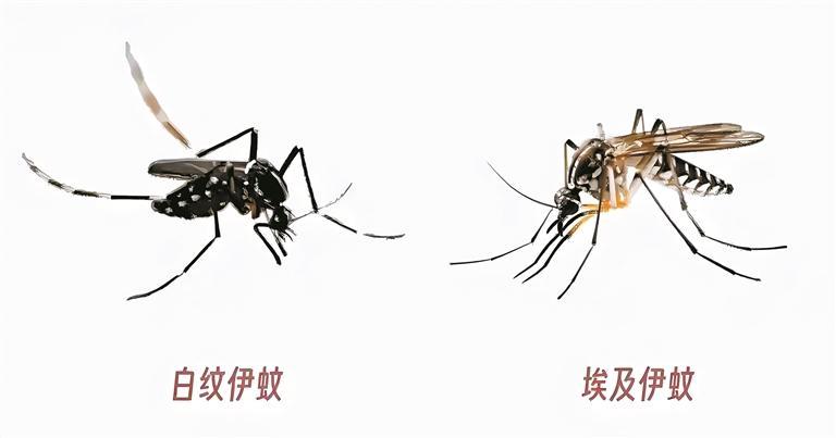 预防基孔肯雅热 防蚊灭蚊是关键