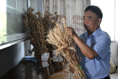 楝树下守望丰收——记安徽太和县现代农业科技试验示范基地党支部书记徐淙祥（5）