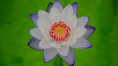 多彩睡莲 绚丽多姿
