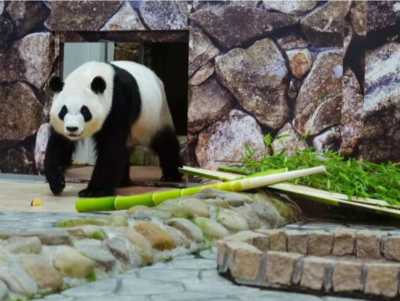 熊猫中心发声：坚决抵制“饭圈文化”