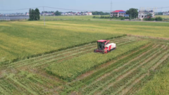 从“靠天吃饭”到“铁甲军团”——看湖南宁乡54.6万亩早稻丰收图景