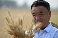 楝树下守望丰收——记安徽太和县现代农业科技试验示范基地党支部书记徐淙祥（1）