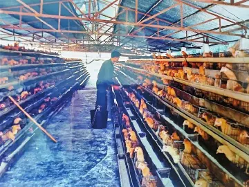 张美菊：拓荒200亩 当上农场主 | 赓续特区精神 锐意改革开放