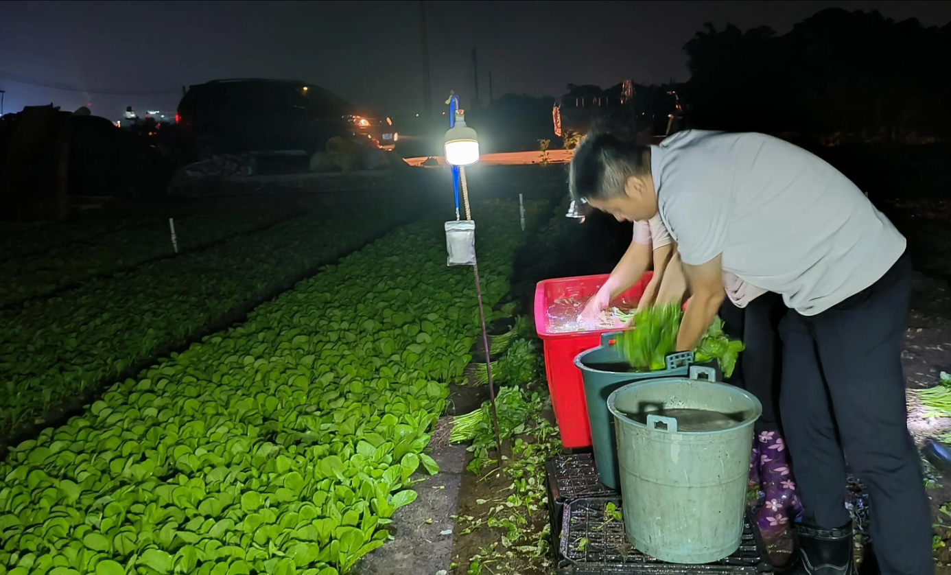 菜丰农富！汕头潮南井都镇上南社区的小蔬菜撑起了乡村振兴大天地​
