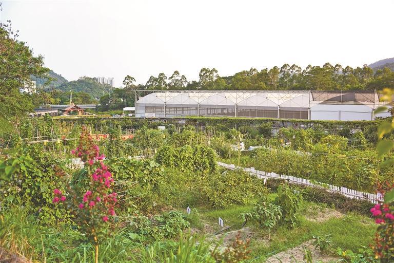 凤凰山下“共享菜园”激活农文旅新业态，周末消费新场景勾勒都市里“向往的生活”