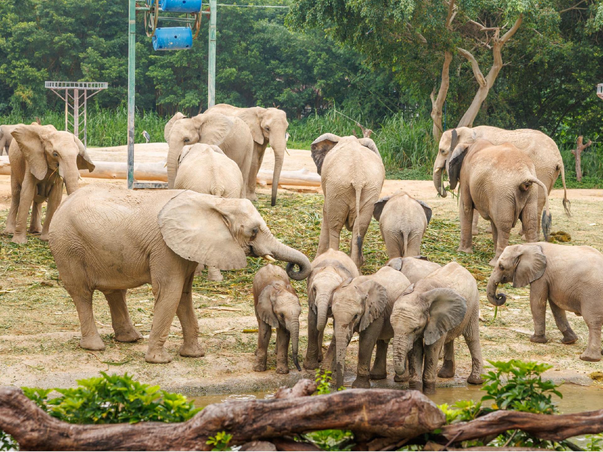 非洲象宝宝过周岁生日啦,喊你到清远一起狂欢