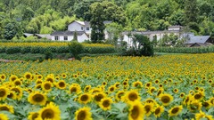 盛夏葵花开