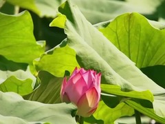 新疆巩留县：夏日荷花竞相绽放