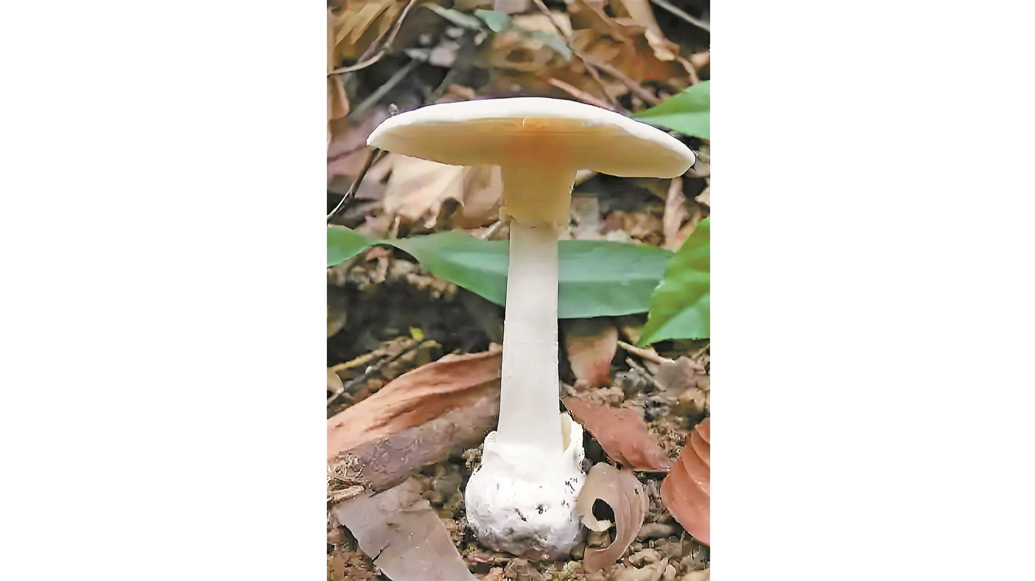 健康提醒 | 野生蘑菇，不要采不要买更不要吃