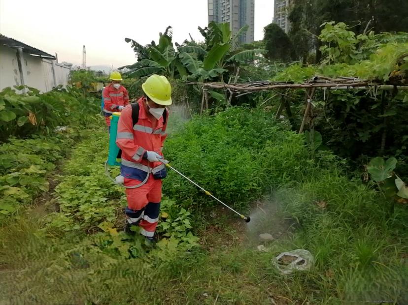 消杀蚊虫+健康宣传，马峦街道加强基孔肯雅热防控工作