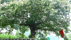 千城百县看中国｜湖北鹤峰：500年香果树进入盛花期