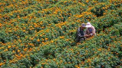 云南曲靖：致富花开采收忙
