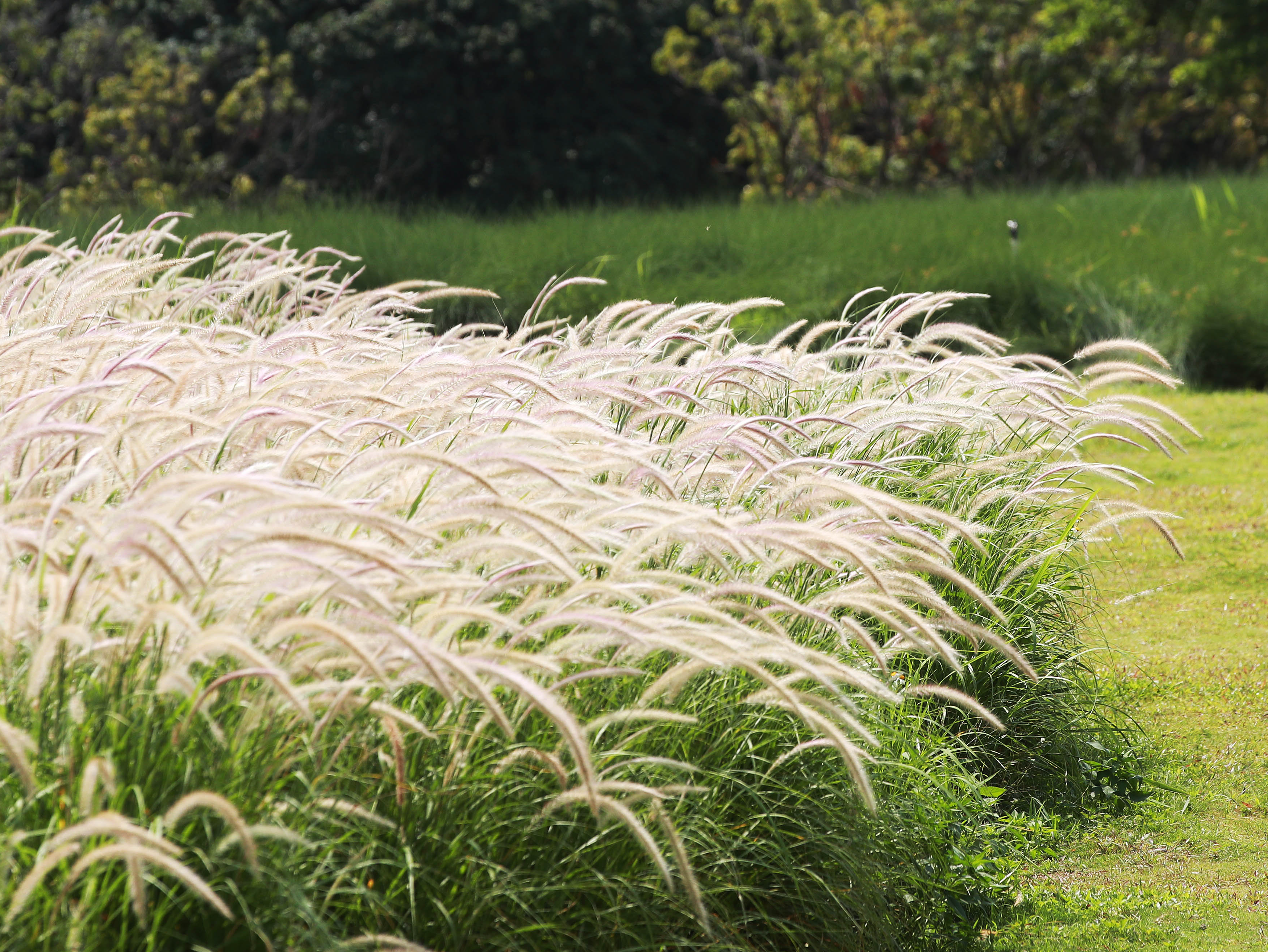 来石岩陌上花公园,体验浪漫金色“麦浪”