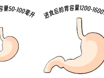 专家科普｜胃真的会越饿越小吗？ 