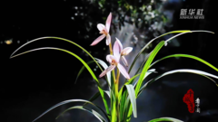 千城百县看中国｜山东兰陵：兰花飞花令 当诗意撞上兰香