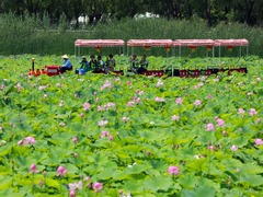 甘肃白银：昔日黄河排污口 如今荷香迎客来