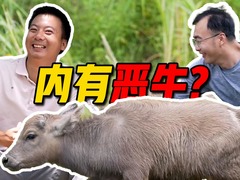 新华农兄弟：翻山越岭避暑纳凉，在田间地头找“秘方”！