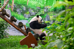 莫斯科动物园为旅俄大熊猫“如意”庆生（7）