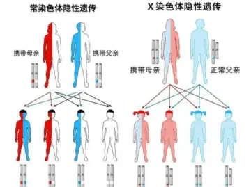 专家科普｜为啥健康父母会生出患遗传病的娃？