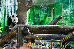 莫斯科动物园为旅俄大熊猫“如意”庆生（5）