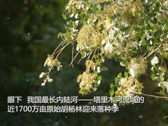 新疆塔里木河流域胡杨借洪水繁衍生息
