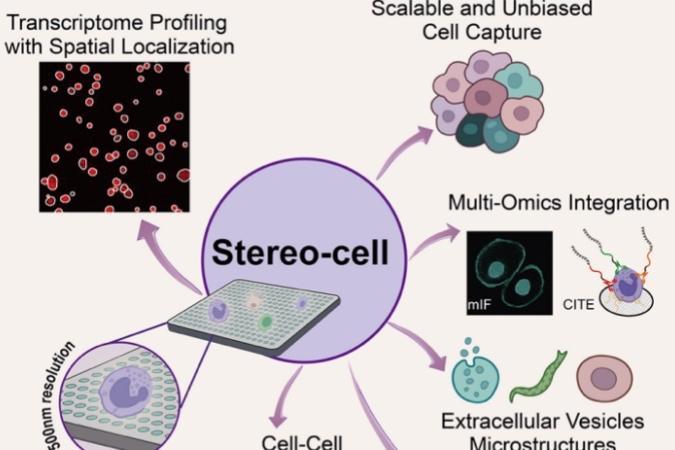 每个细胞都能被“GPS定位”，华大发布Stereo-cell技术