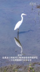 秀我中国｜白鹭在黑龙江蚂蚁河三角洲上演对影成三“鹭”