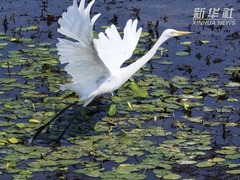 江苏淮安：白鹭嬉水忙 画卷入眼来