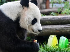“丁丁”“如意”庆生　莫斯科动物园开启“熊猫周”
