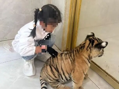 7岁女童遭小老虎咬伤右腿！家长报警，动物园回应
