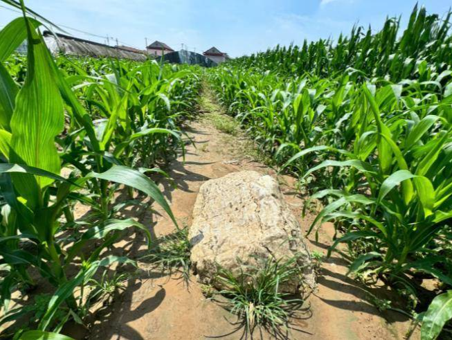 全国最矮的山仅0.6米高？当地回应：为县级文物保护单位，专家说是山是石需要勘探