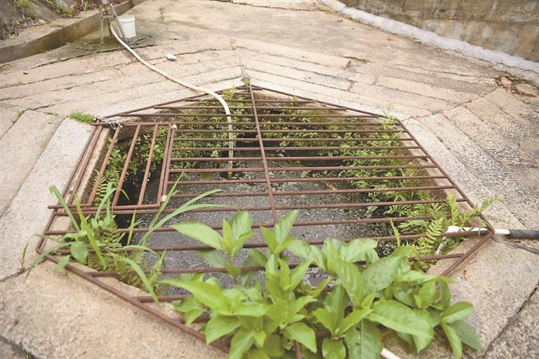 寻井记| 寻觅深圳现存十座特色古井 回味那沁人心脾的甜