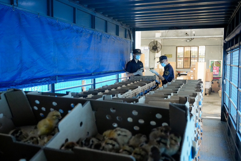 文锦渡海关为活鸡苗开通“绿色通道”