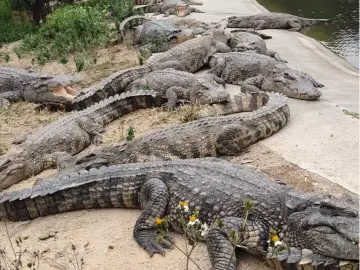 2500斤鳄鱼拍卖需“自行捕捞”？法院：特殊财产，有严格管理规定