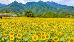 葵花朵朵向阳开