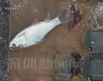 深圳暴雨后现奇观：绿化树下有“活鱼”