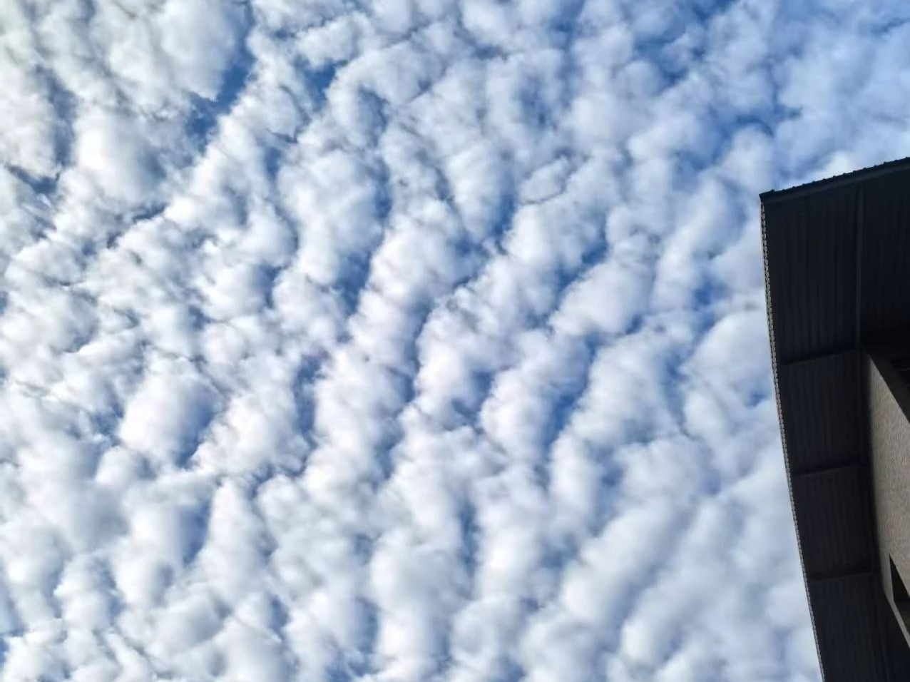 凭“气味”就能预判暴雨？刮大风不能开空调？这些台风天“冷知识”你需要知道→ | 下午茶