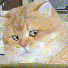 25F92A0B.gif
