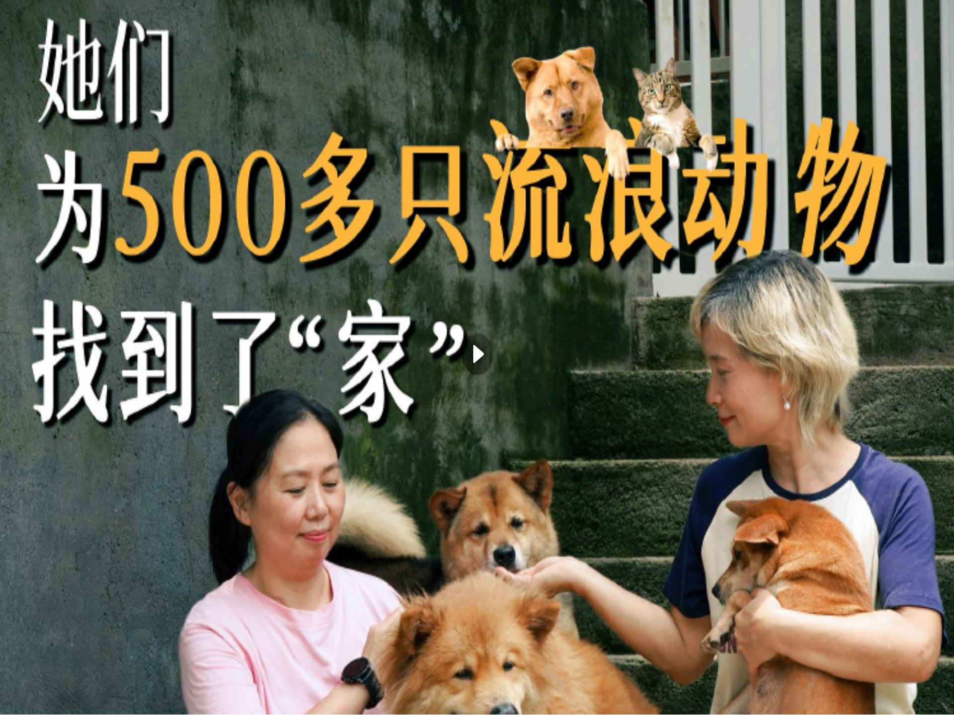 这就是深圳丨她们为500多只流浪动物找到了“家”
