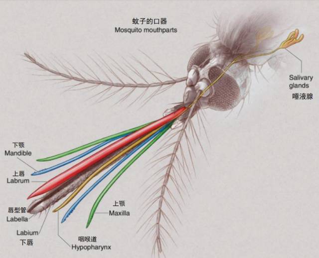 1.3亿年前，它就在吸血！如何精准拍死蚊子 