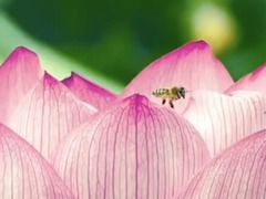 山水之间觅清凉 青山绿水寻心境