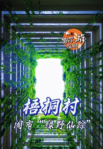 晶报带你游深圳丨梧桐村，闹市“绿野仙踪”