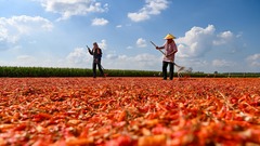 安徽亳州：辣椒红 秋日美