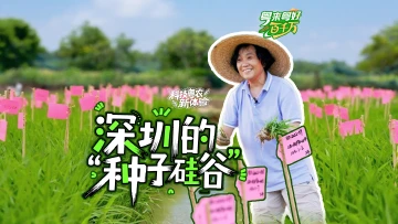 粤来粤好百千万 | 深圳的“种子硅谷”
