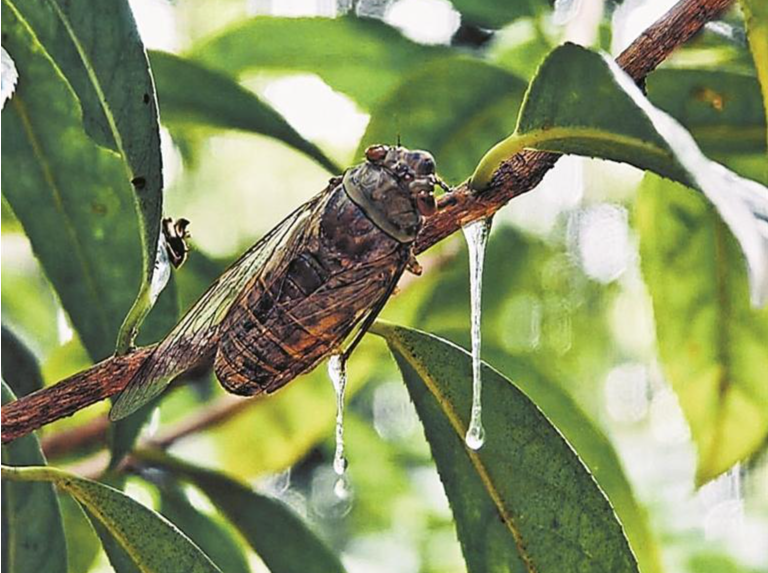 晴天树下“雨”从何而来？你淋的可能是蝉尿！专家：天然无害  