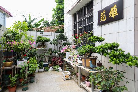中山南朗开展“绿美庭院”认种行动，无偿向群众提供苗木1246株