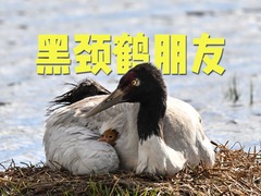 无人区纪行｜10多个小时的蹲守，为一颗蛋的破壳！